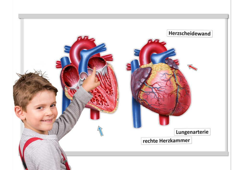 Das Herz von innen und außen (magnetisch)