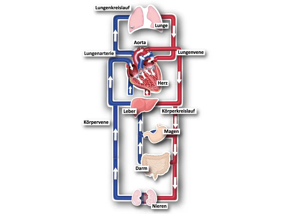Hagemann Magnetbilder Der kleine und große Blutkreislauf, 40-tlg.