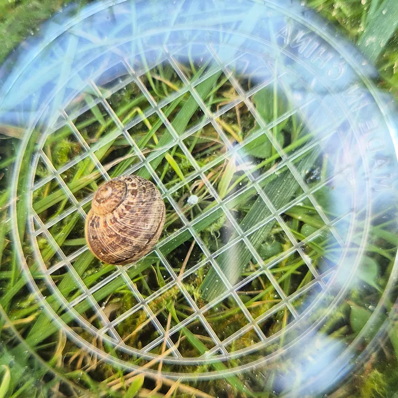 Hagemann Holz-Lupendose Natur & Digital