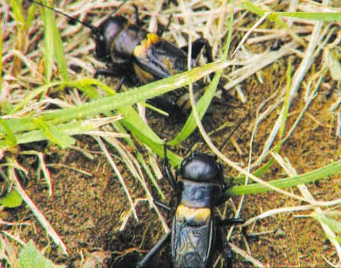 DVD-Lehrfilm Die Grille