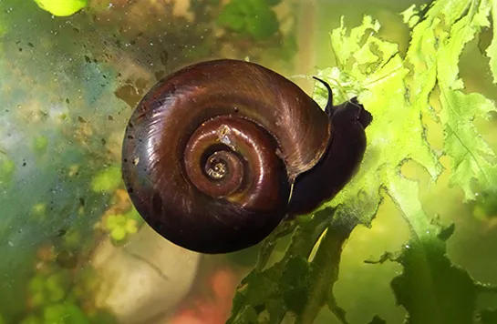 Posthornschnecke sitzt auf einen Blatt