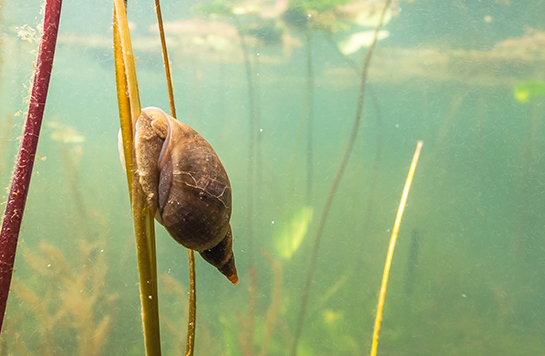 Spitzschlammschnecke befindet sich unter Wasser an einer Wasserpflanze