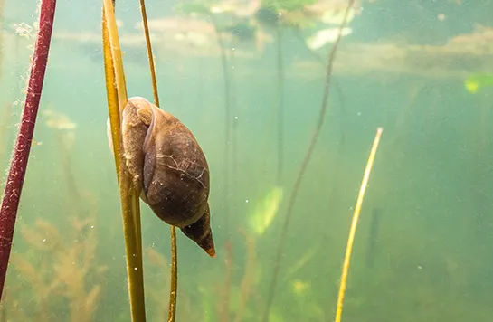 Spitzschlammschnecke befindet sich unter Wasser an einer Wasserpflanze