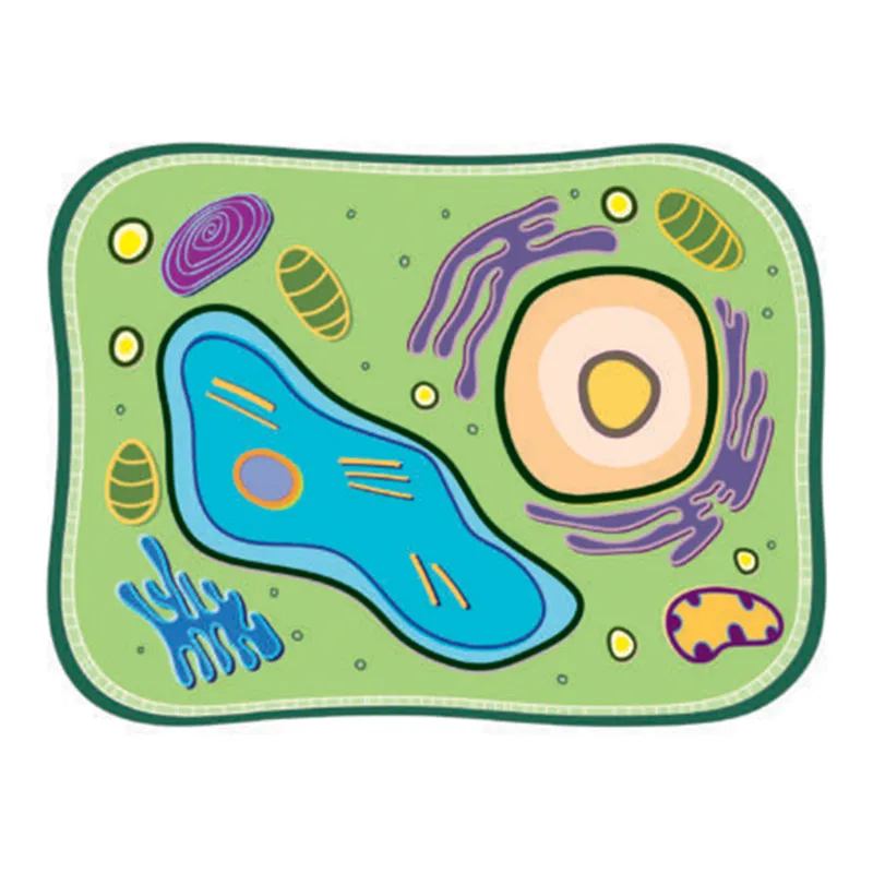 Pflanzliche Zelle, Stapelmodell