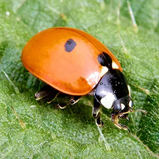 marienkaefer