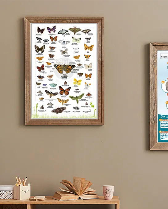 Hagemann Bestimmungstafel Schmetterlinge 