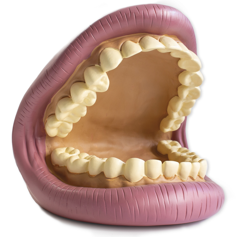 Zahnhygienemodell, groß