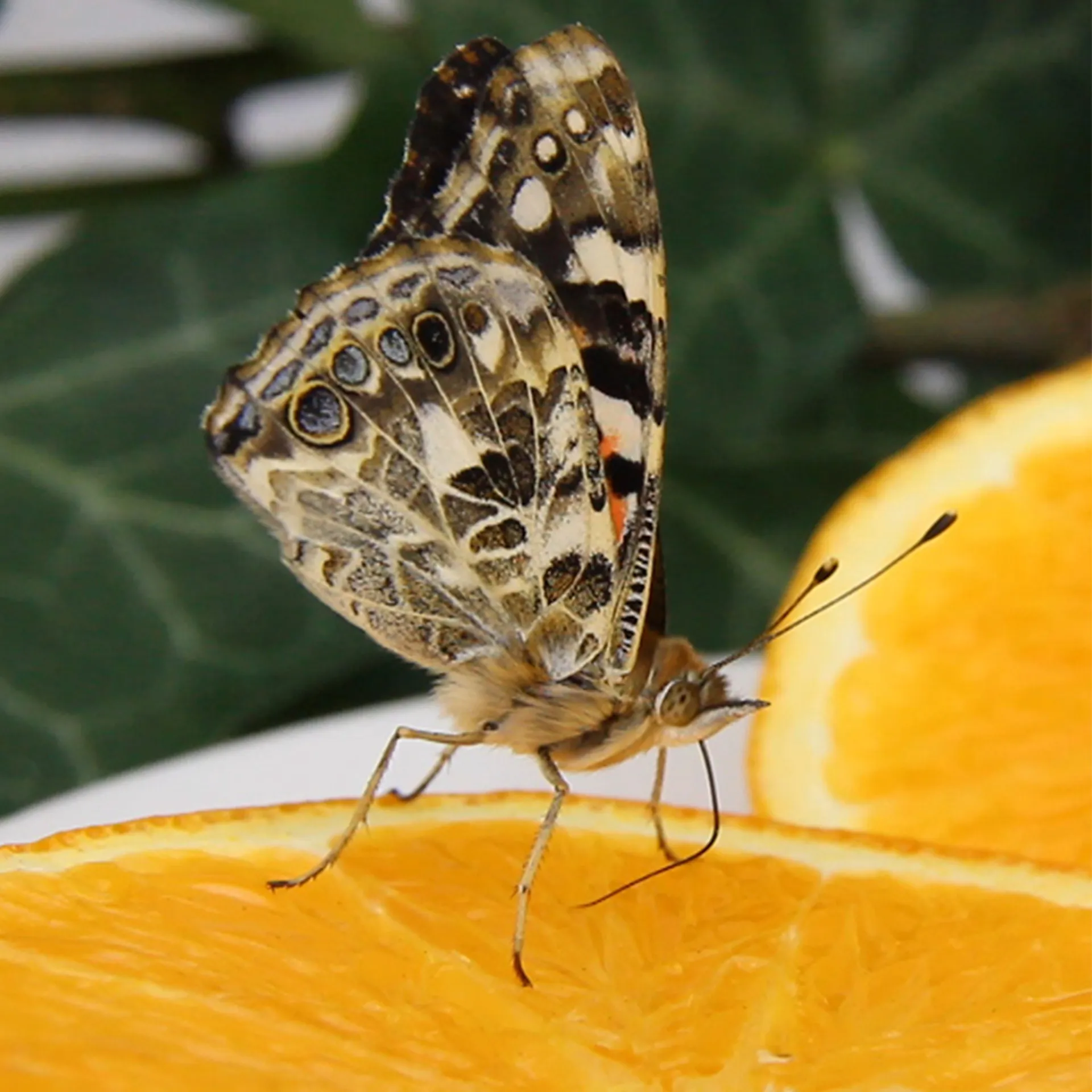 Hagemann Gruppenprojektset Schmetterlinge, Starter (15-21 Raupen)