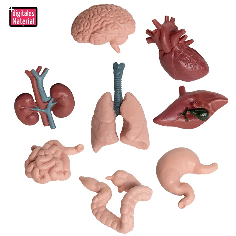 Hagemann Organe des Menschen (Modelle), 8-tlg.