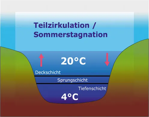 DVD-Lehrfilm Ökosystem See