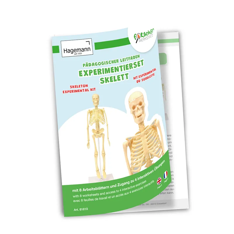 Experimentierset Skelett