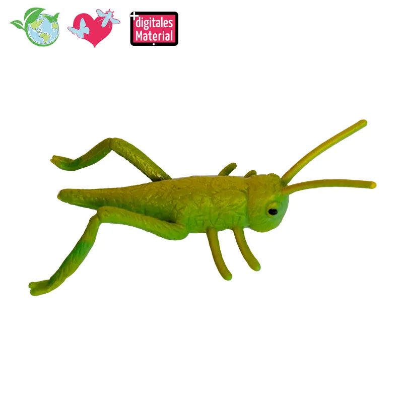 Hagemann Lebenszyklusmodell Heuschrecke (Modelle, 4-tlg.)