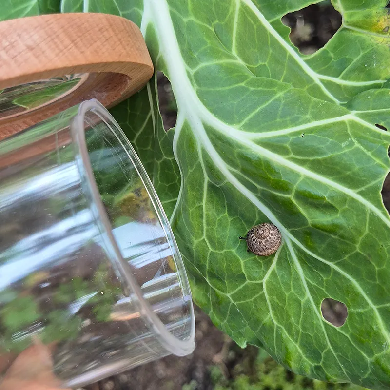 Hagemann Holz-Lupendose Natur & Digital