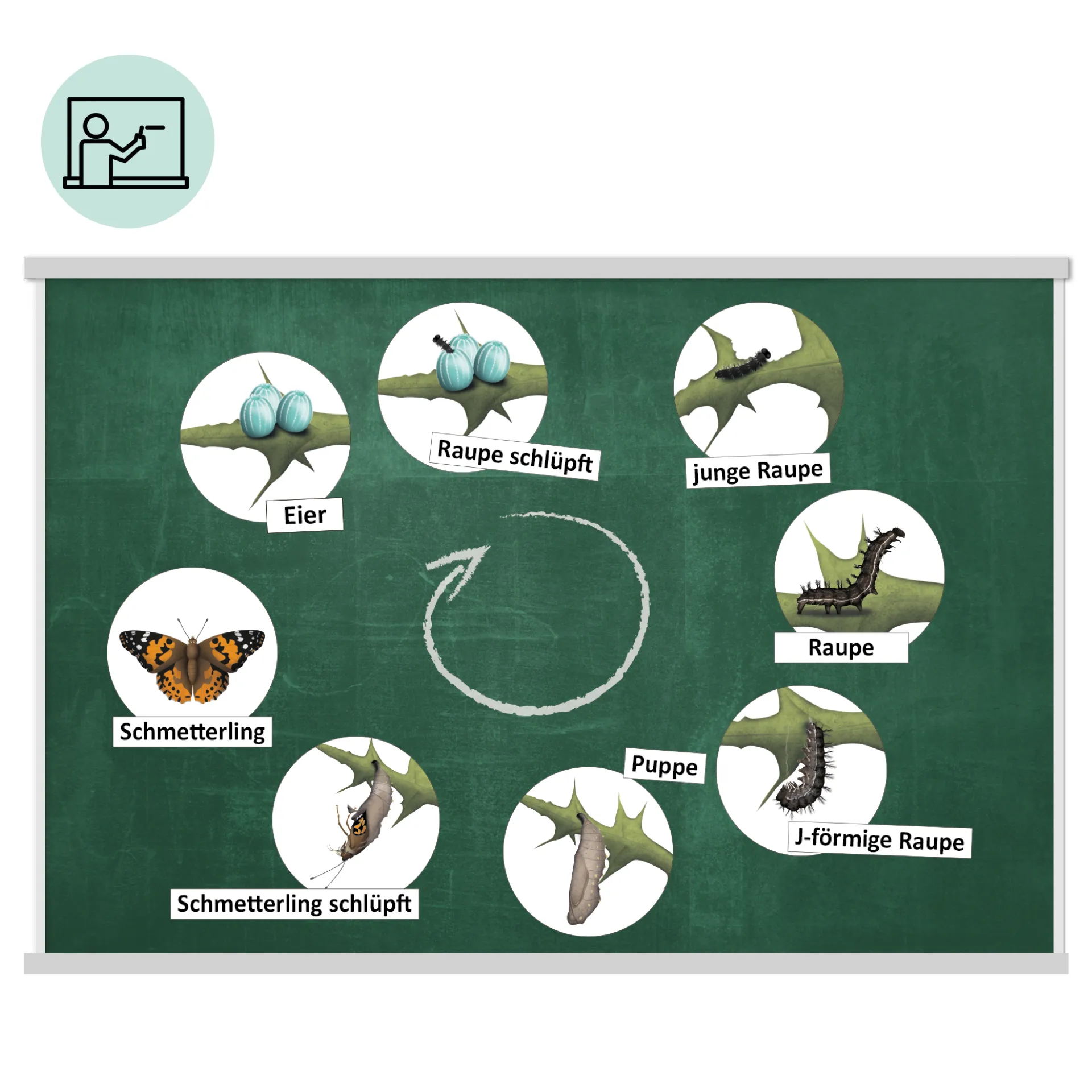 Klassenset Lebenszyklus Schmetterlinge, Bienen & Marienkäfer, magnetisch, 100-tlg. 