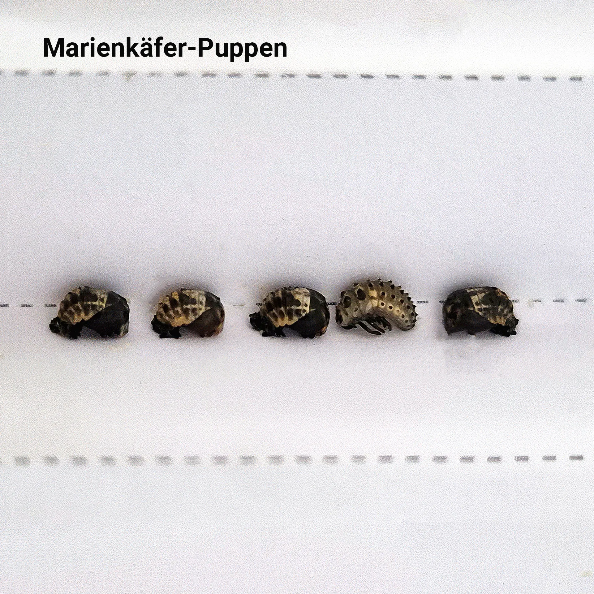 Hagemann Zuchtset Marienkäfer (10-15 Larven)