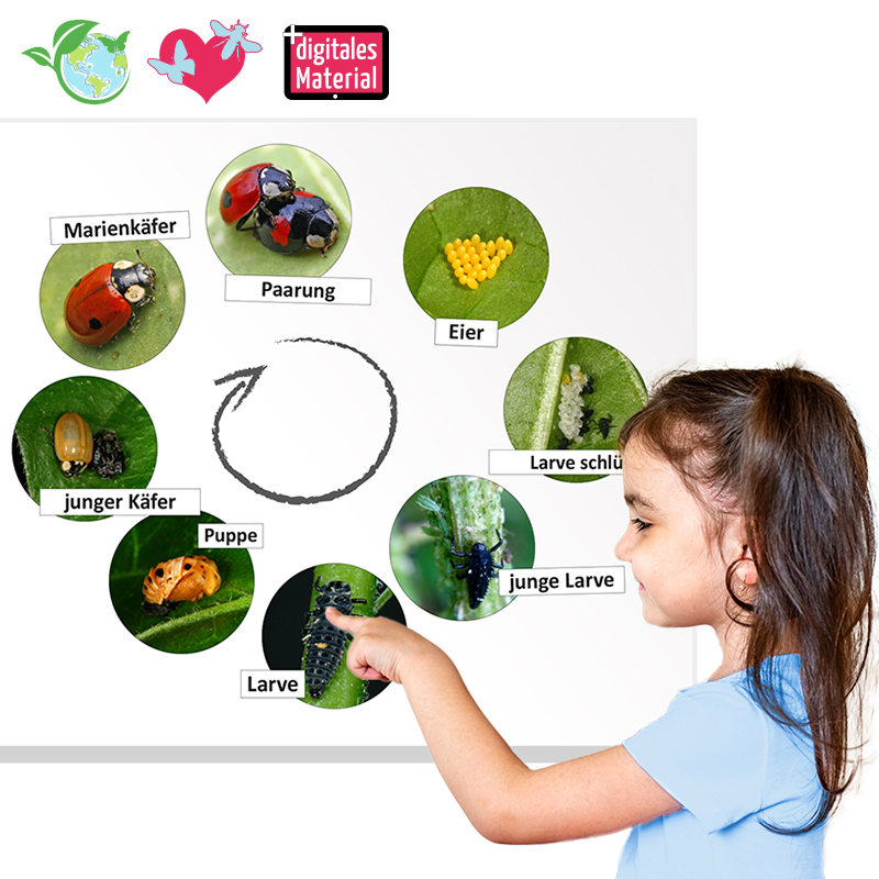 Hagemann Lebenszyklus Marienkäfer (magnetisch)