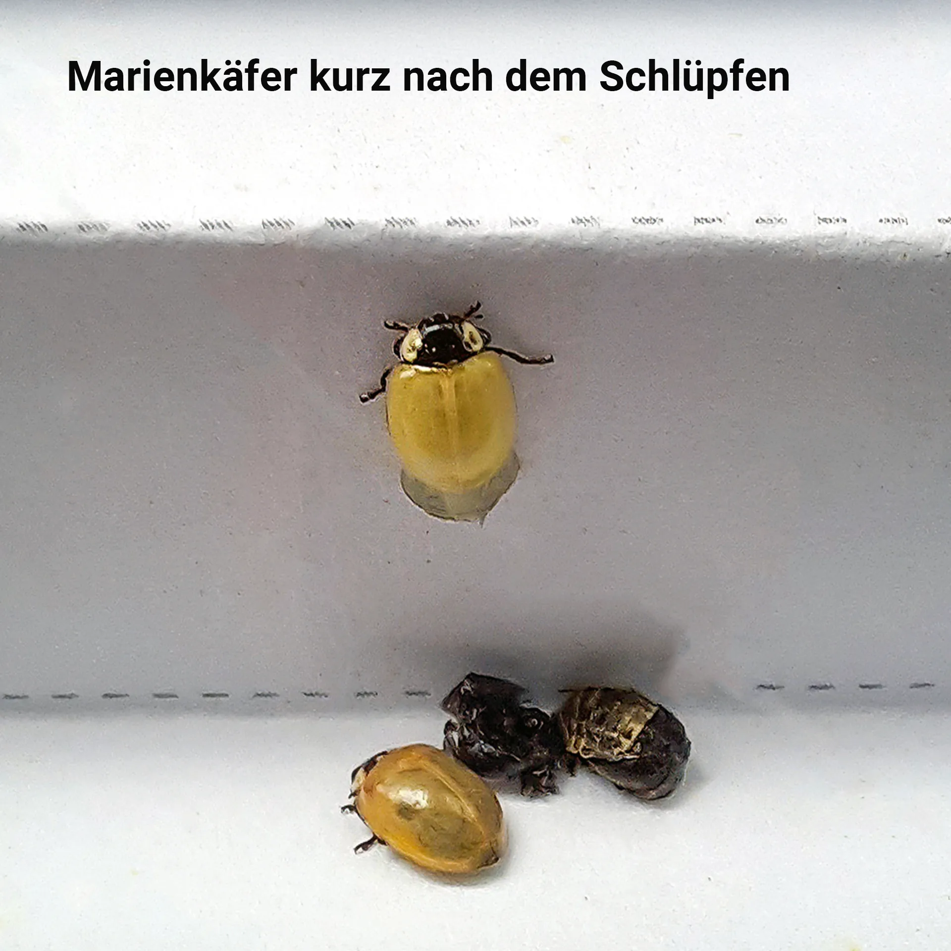 Hagemann Zuchtset Marienkäfer (10-15 Larven)