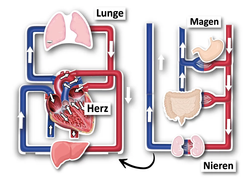 Hagemann Magnetbilder Der kleine und große Blutkreislauf, 40-tlg.