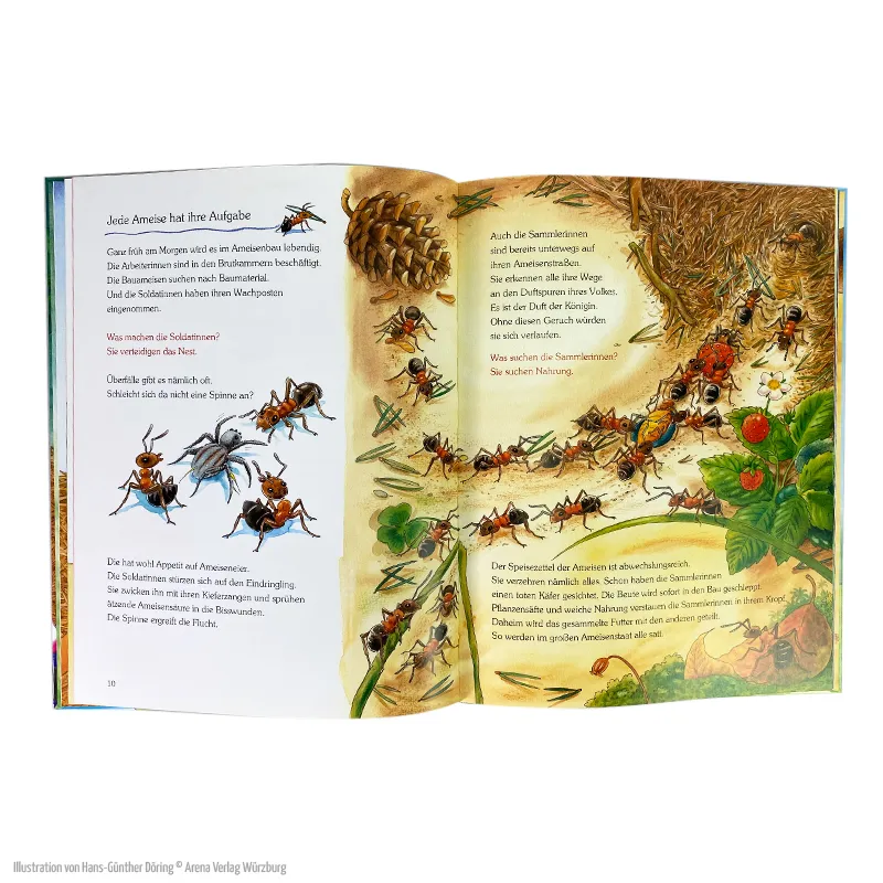 Eine Geschichte mit vielen Sachinformationen – Wie leben die kleinen Waldameisen?