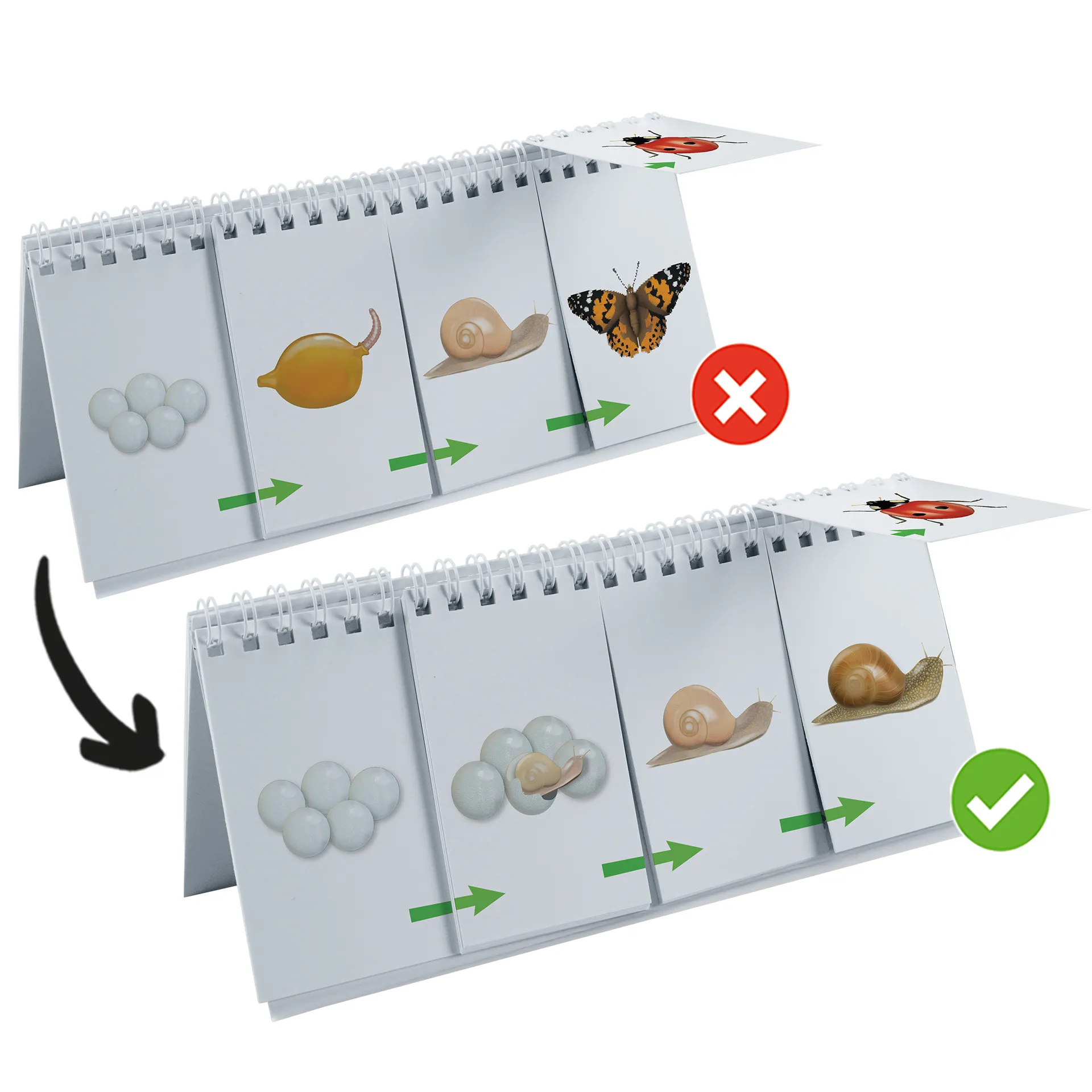 Hagemann Flipchart-Spiel Lebenszyklus Schmetterlinge, Bienen & Co