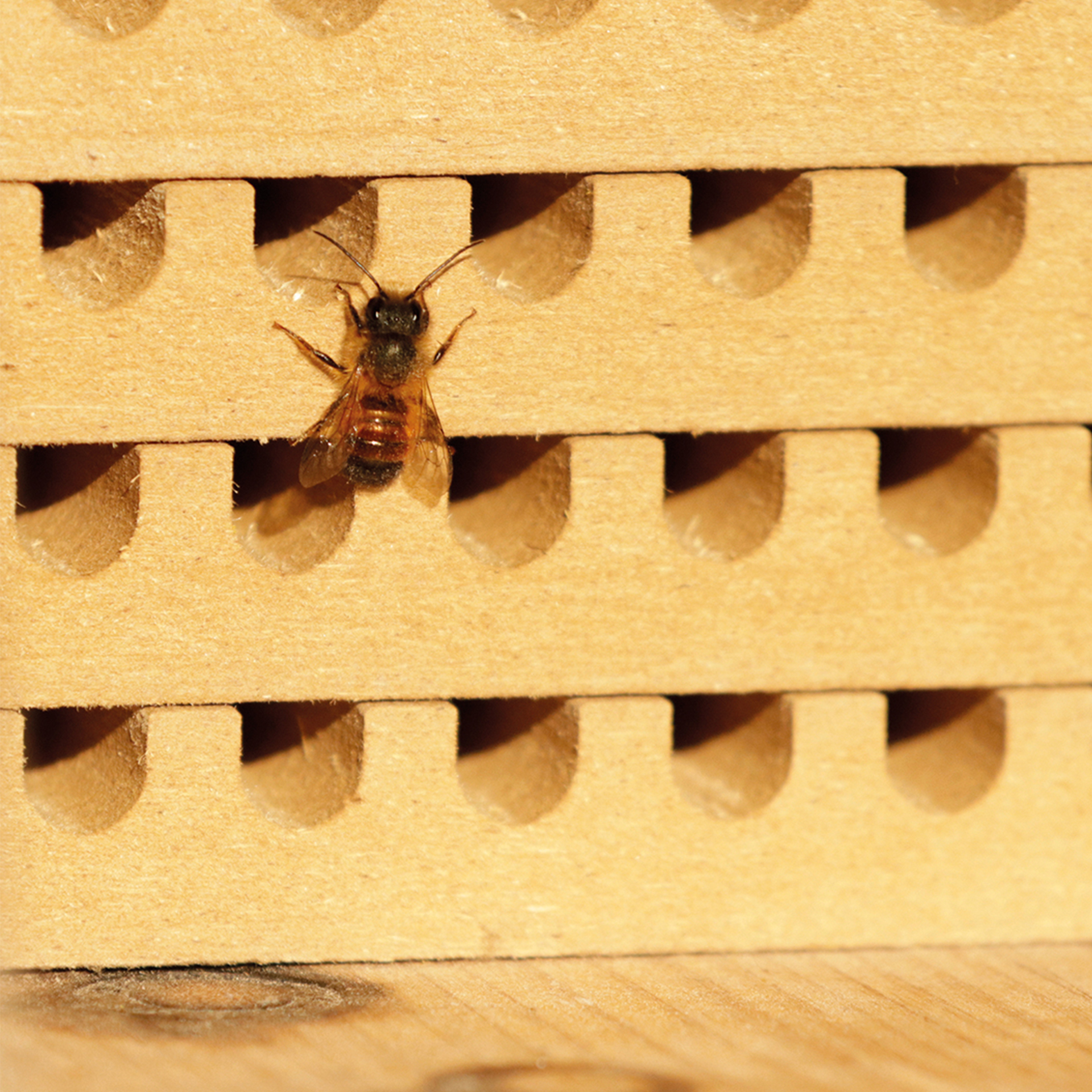 Hagemann Zuchtset Wildbienen, Rote Mauerbiene (mit 50 Kokons)