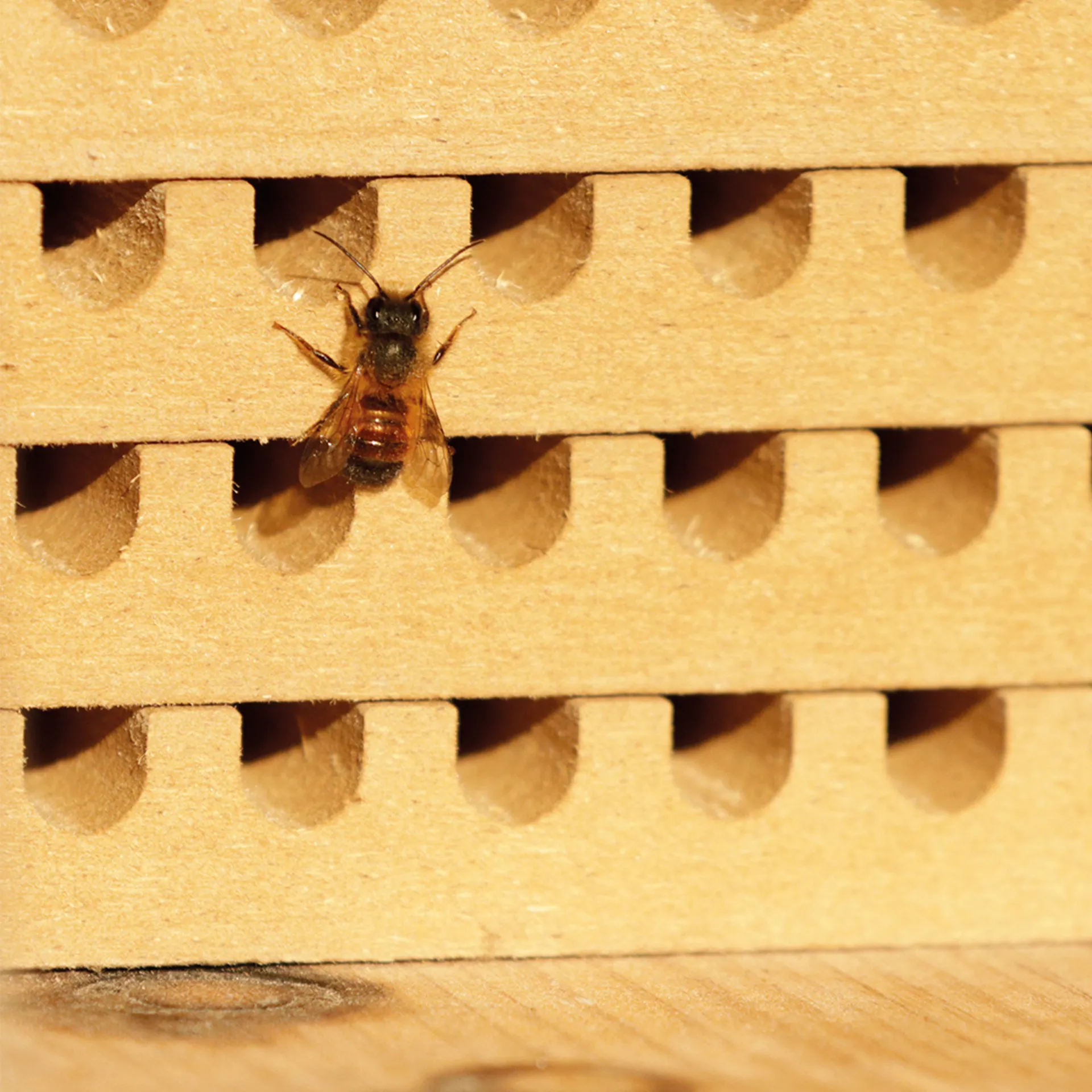 Hagemann Zuchtset Wildbienen, Rote Mauerbiene (mit 50 Kokons)