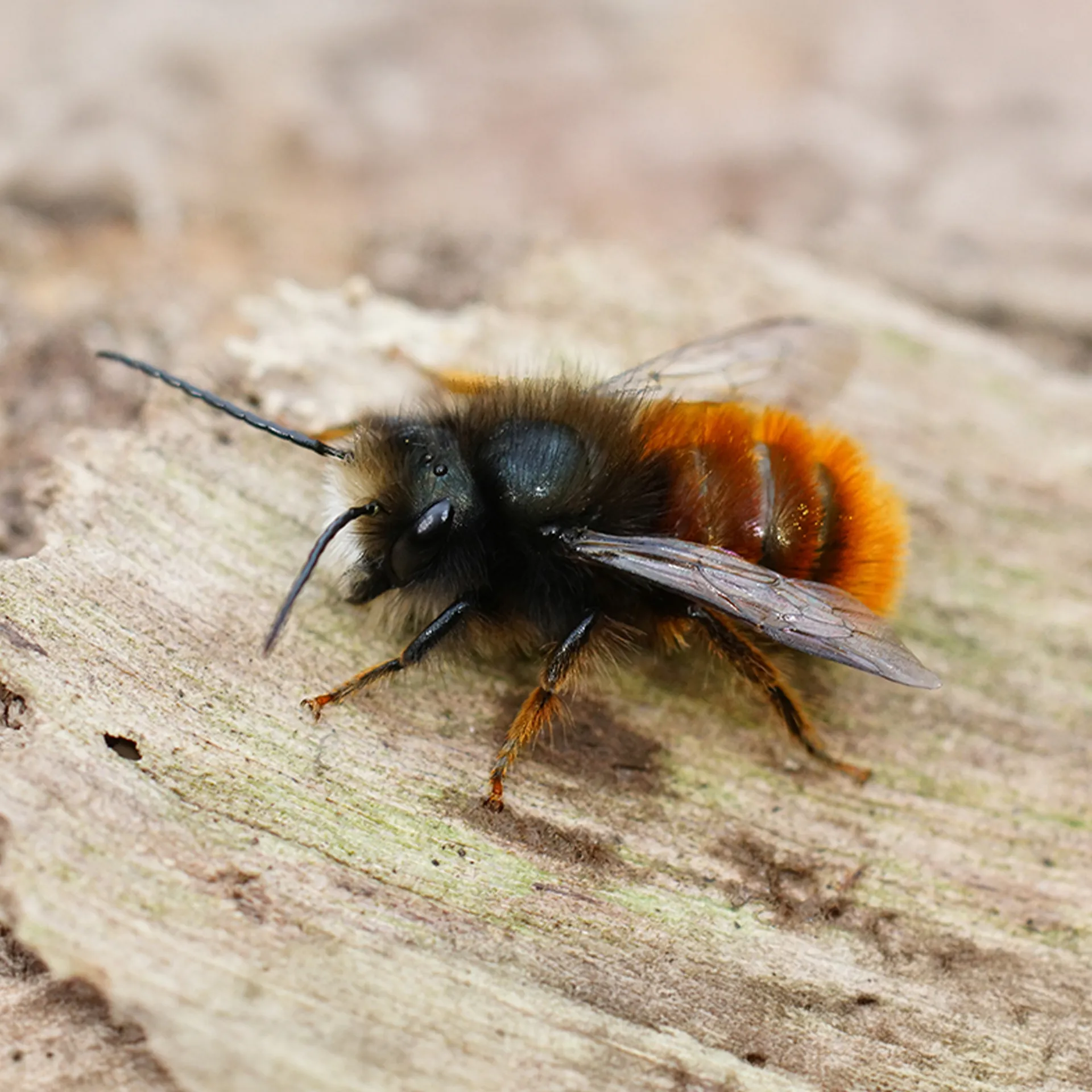 Hagemann Zuchtset Wildbienen, Gehörnte Mauerbiene (mit 50 Kokons)