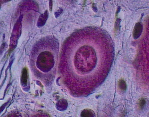 DVD-Lehrfilm Die Zelle-Baustein des Lebens