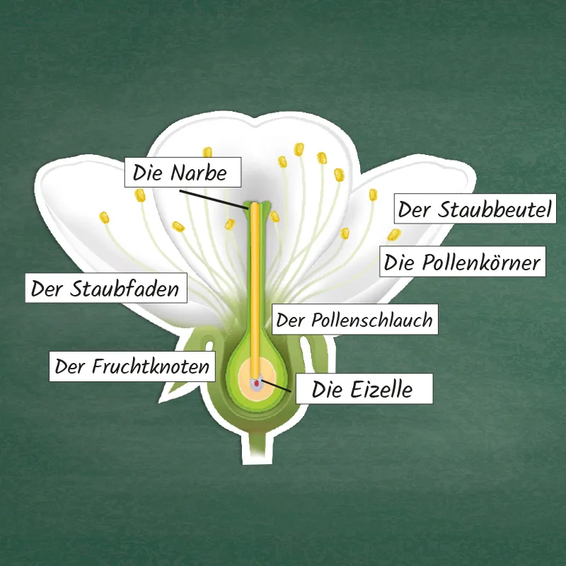 Hagemann Kirschblüte: Aufbau, Bestäubung, Befruchtung, magnetisch, 31-tlg.