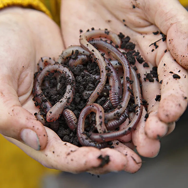 Hagemann Regenwurm Beobachtungsset, 8-tlg.
