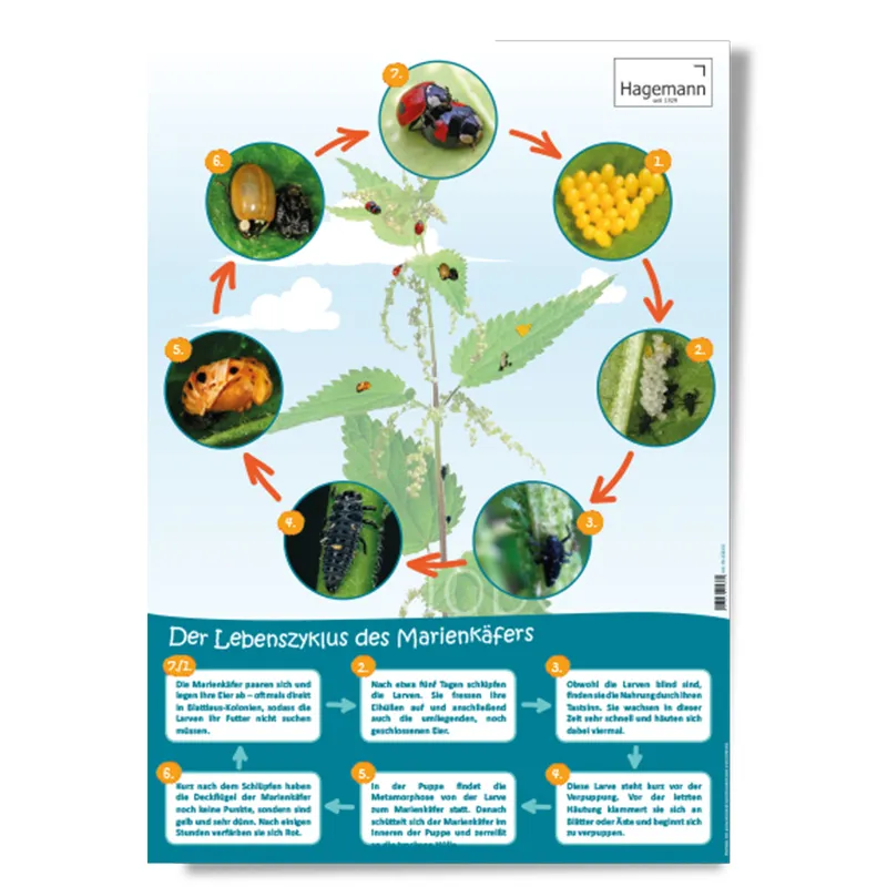 3er-Set Lebenszyklus-Poster