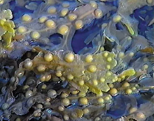 DVD-Lehrfilm Fortpflanzung + Entwicklung blütenloser Pflanzen