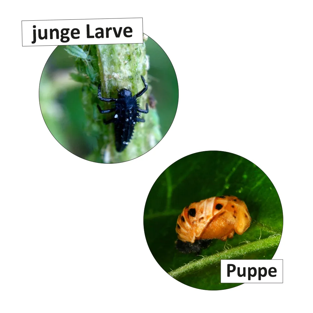 Hagemann Lebenszyklus Marienkäfer (magnetisch)