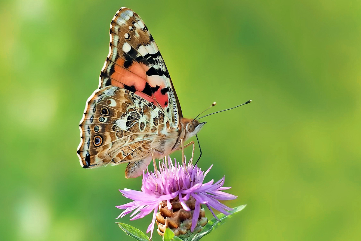 kachel_schmetterling