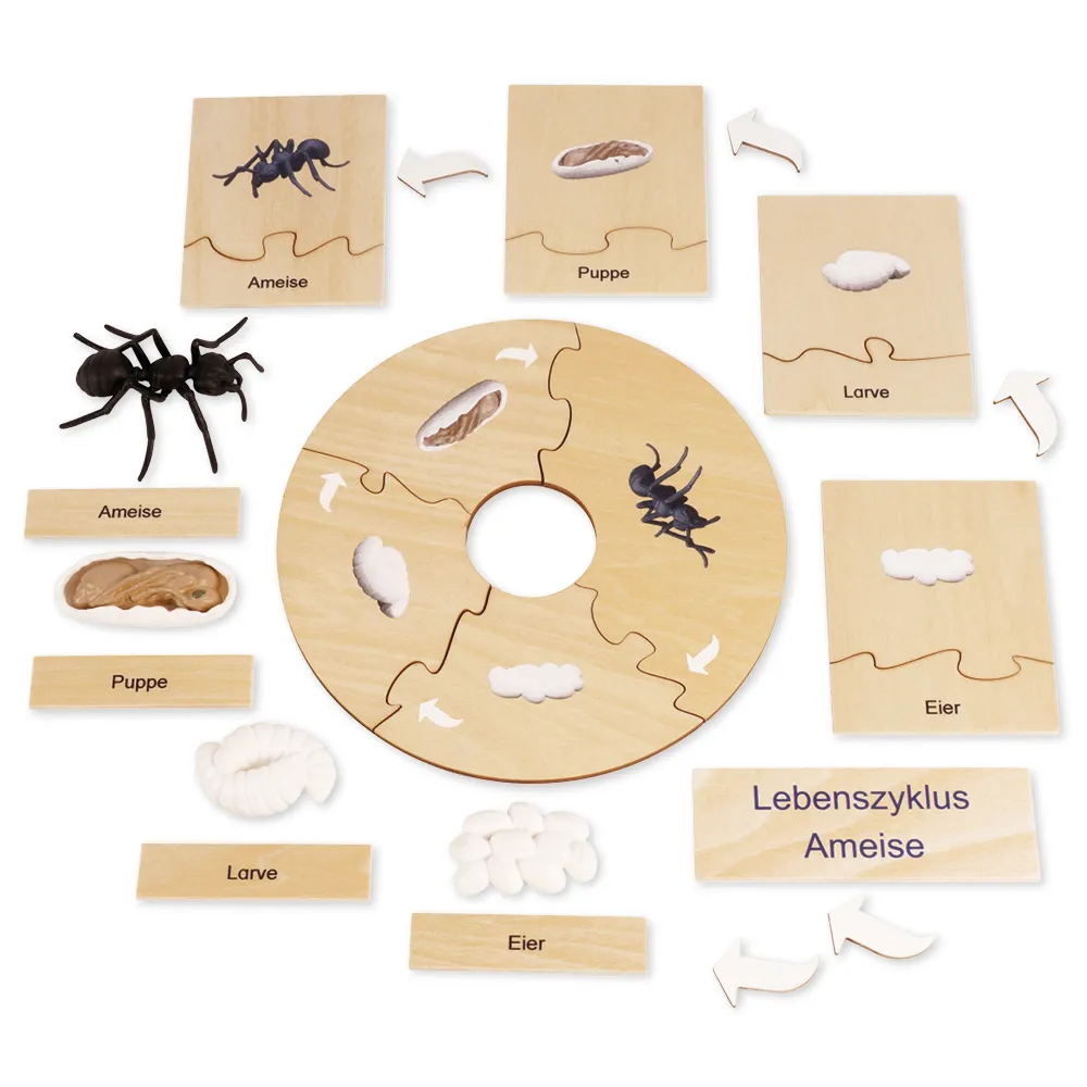 TimeTEX Lebenszyklus einer Ameise, in Holzbox "Montessori Premium"