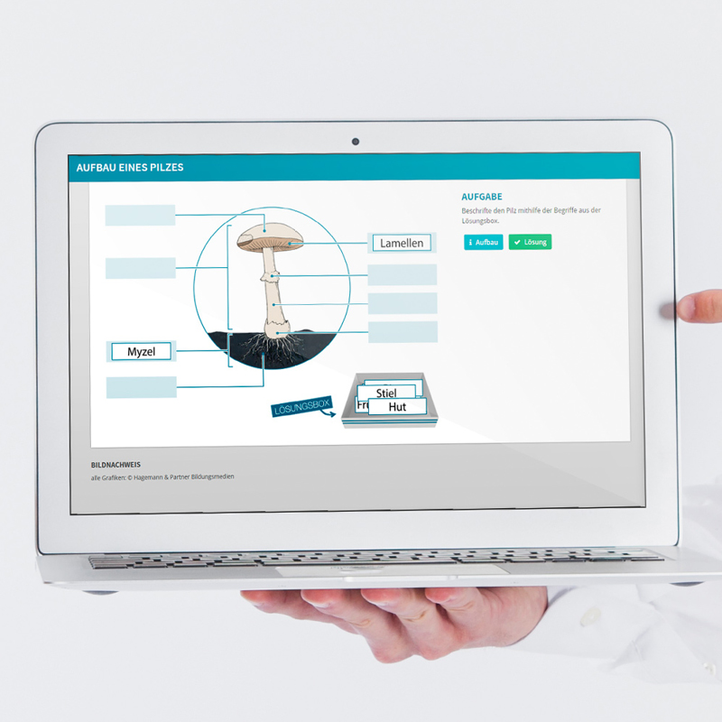 Hagemann Pilz-Zuchtset Braunkappe