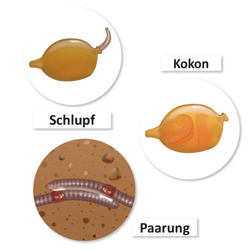 Hagemann Magnetbilder Leben und Lebenszyklus des Regenwurms
