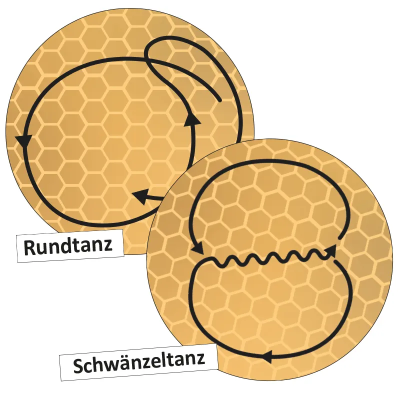 Lebenszyklus und Kommunikation der Honigbiene (magnetisch)