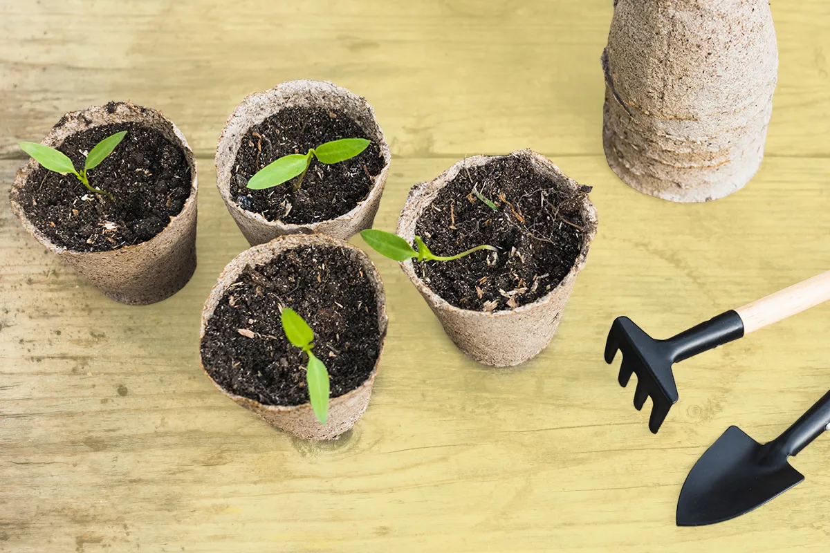 Hagemann_banner_1200_800_fruehling3