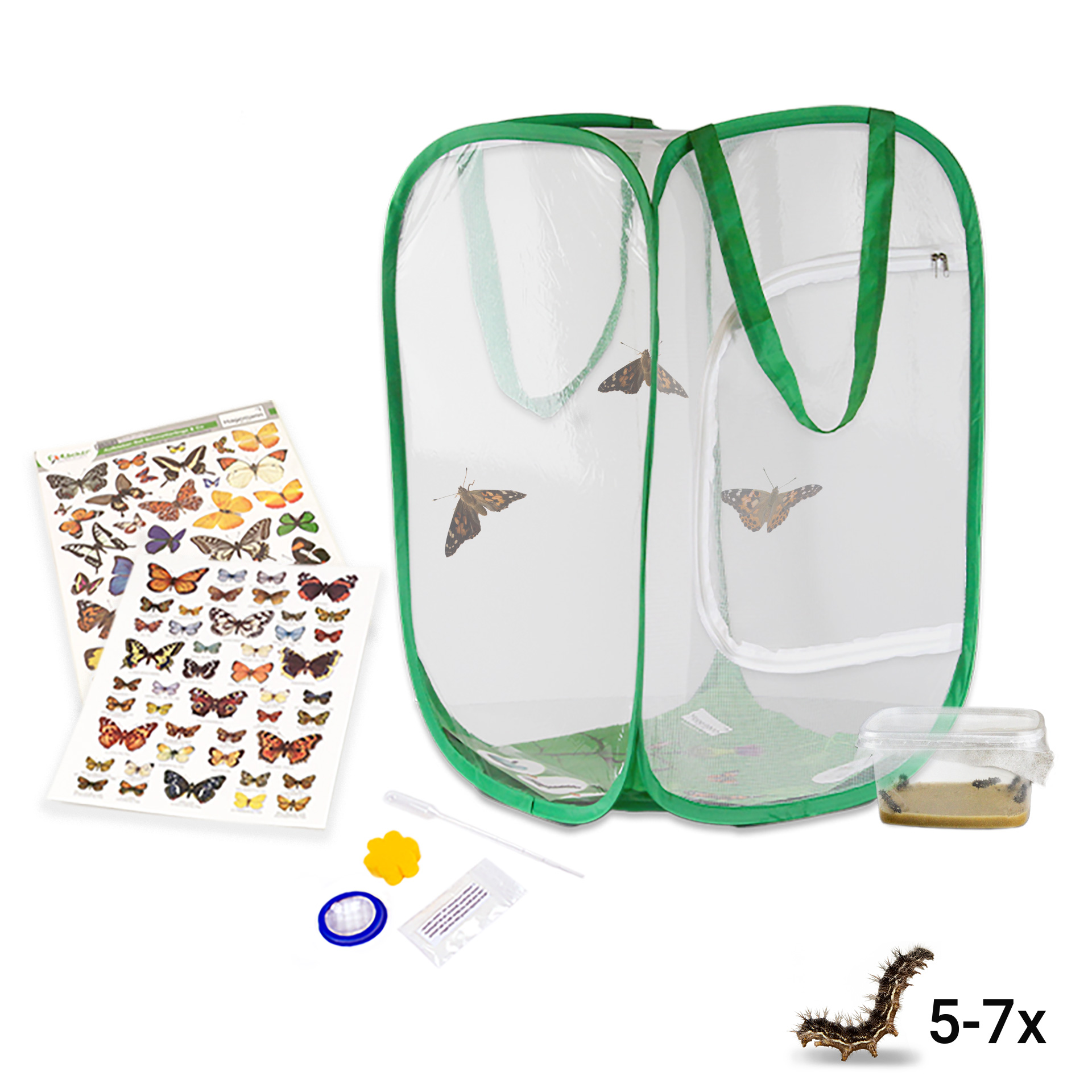 Hagemann Schmetterlings-Zuchtset, kompakt mit XXL-Voliere (5-7 Raupen)