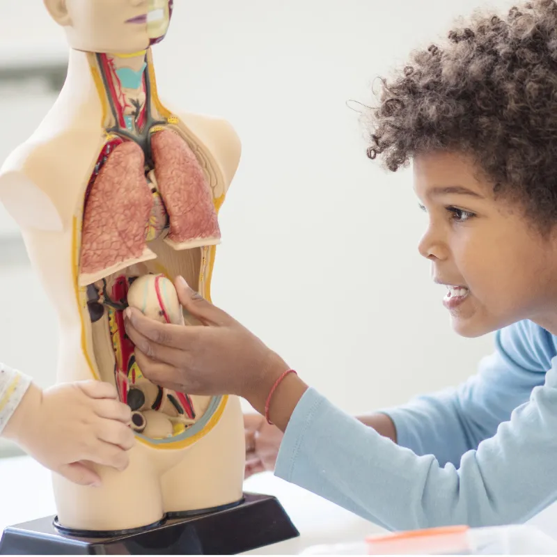 Der menschliche Oberkörper (halber Maßstab)