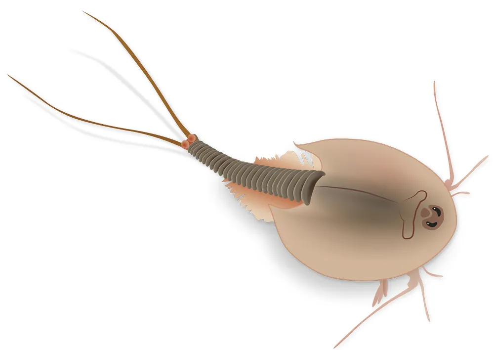 Hagemann Zuchtset Triops