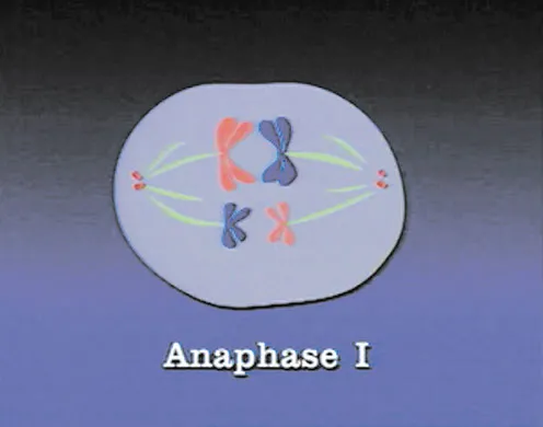 DVD-Lehrfilm Meiose-Stadien der Reifeteilung