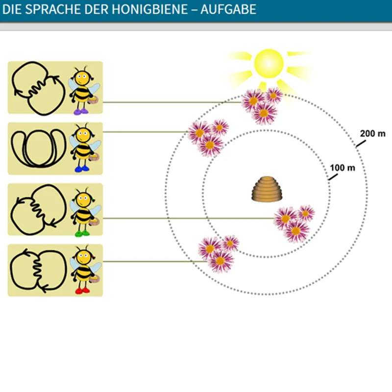 Didaktische DVD Die Honigbiene - Entwicklung und Verhalten (tabletfähig)
