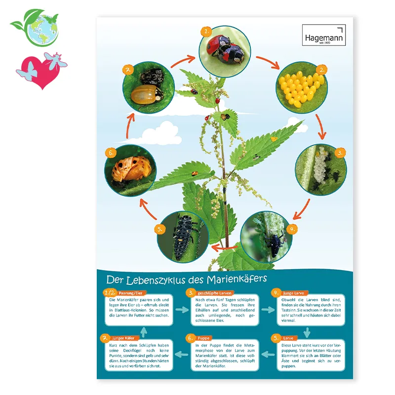 Lebenszyklus-Poster Marienkäfer