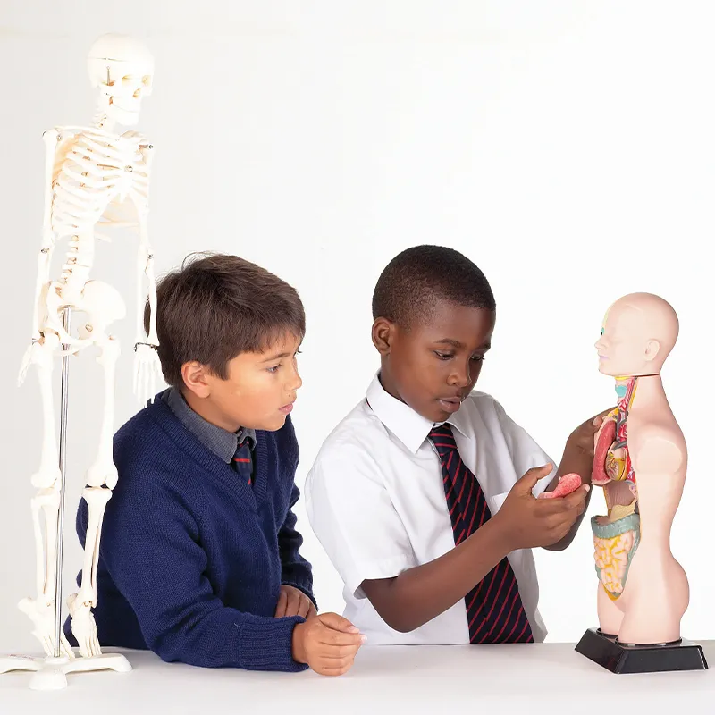 Der menschliche Oberkörper (halber Maßstab)