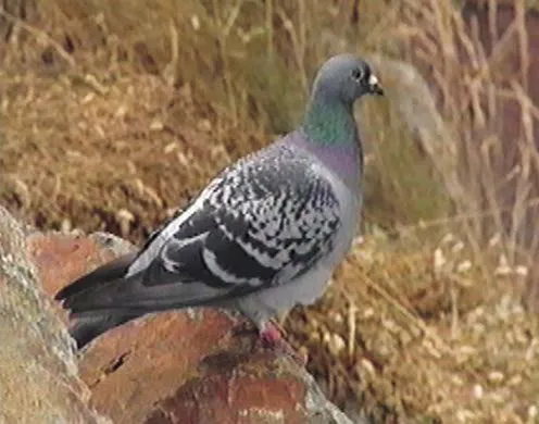 DVD-Lehrfilm Systematik der Lebewesen