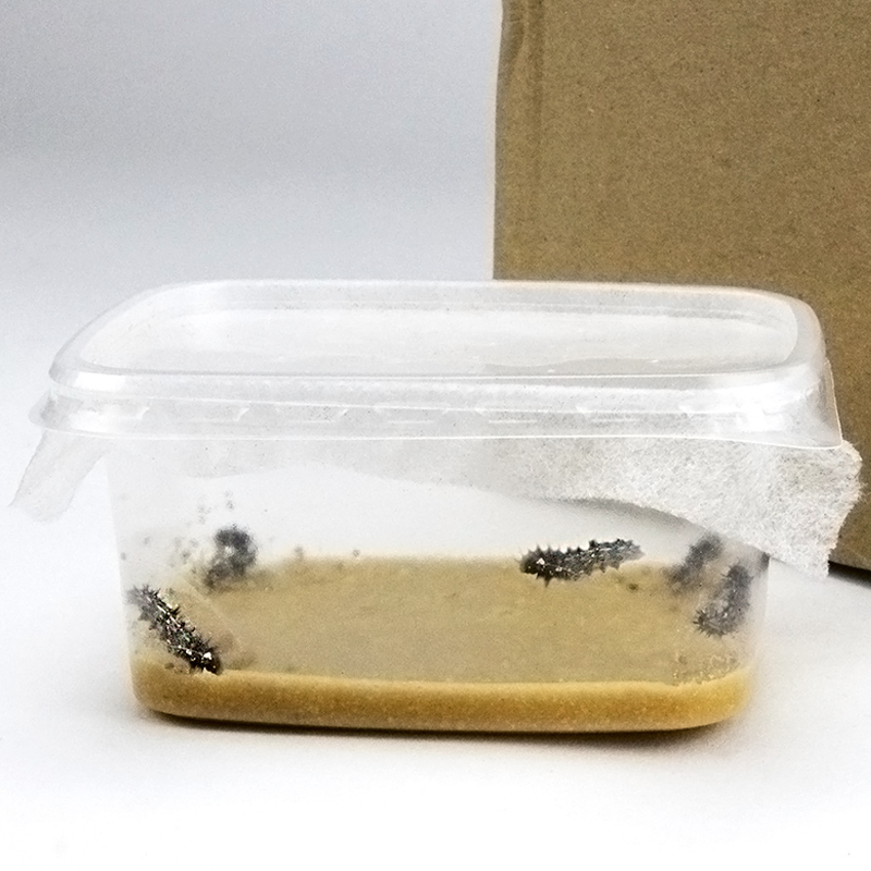 Hagemann Schmetterlings-Zuchtset, kompakt (5-7 Raupen)