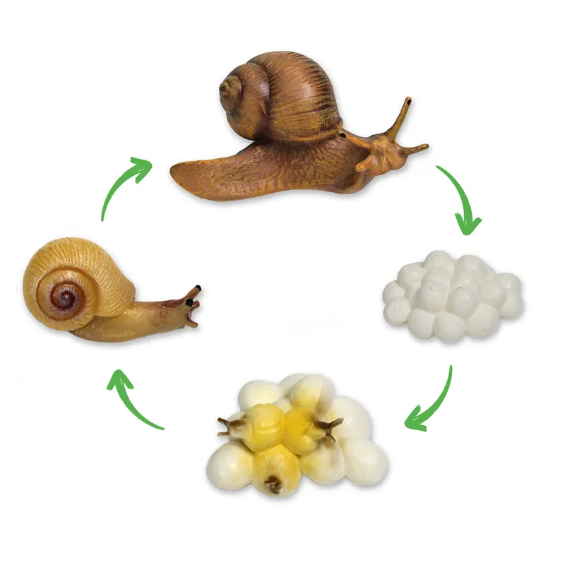 Sparset Lebenszyklus-Modelle Insekten & Co, 20-tlg.