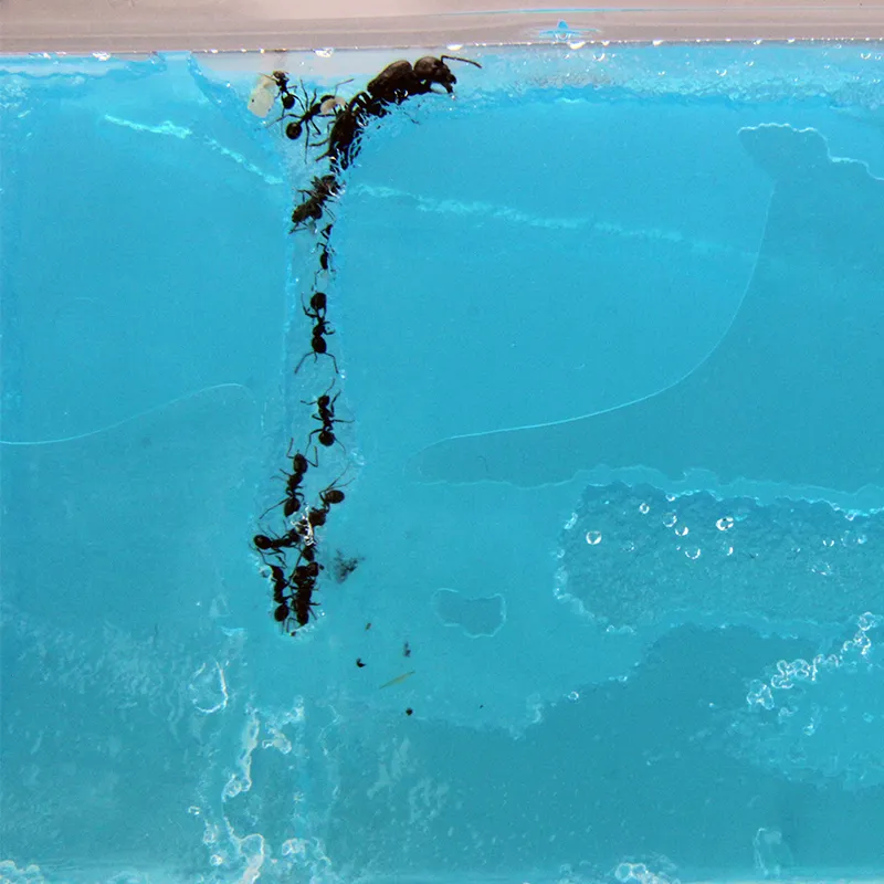 Ameisen Beobachtungsset, 8-tlg.